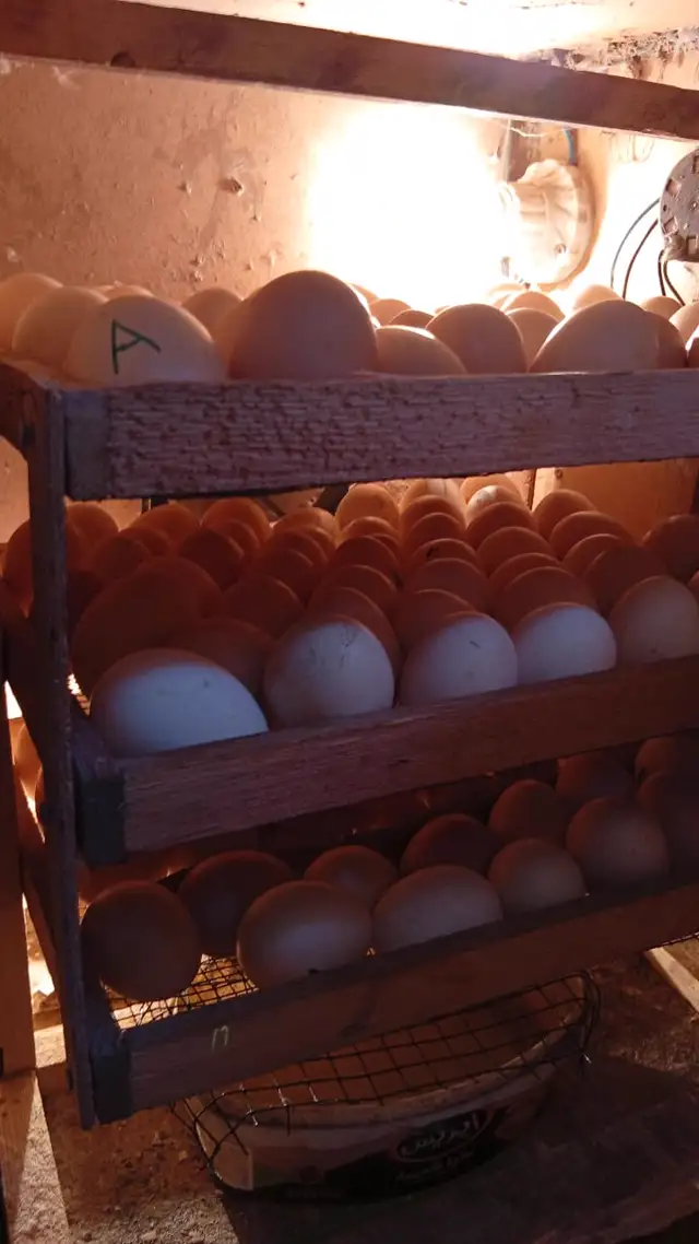 Eggs on wooden trays inside our incubator, warmed by a lamp